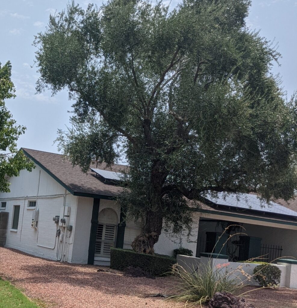 Long shot showing a house under a huge tree